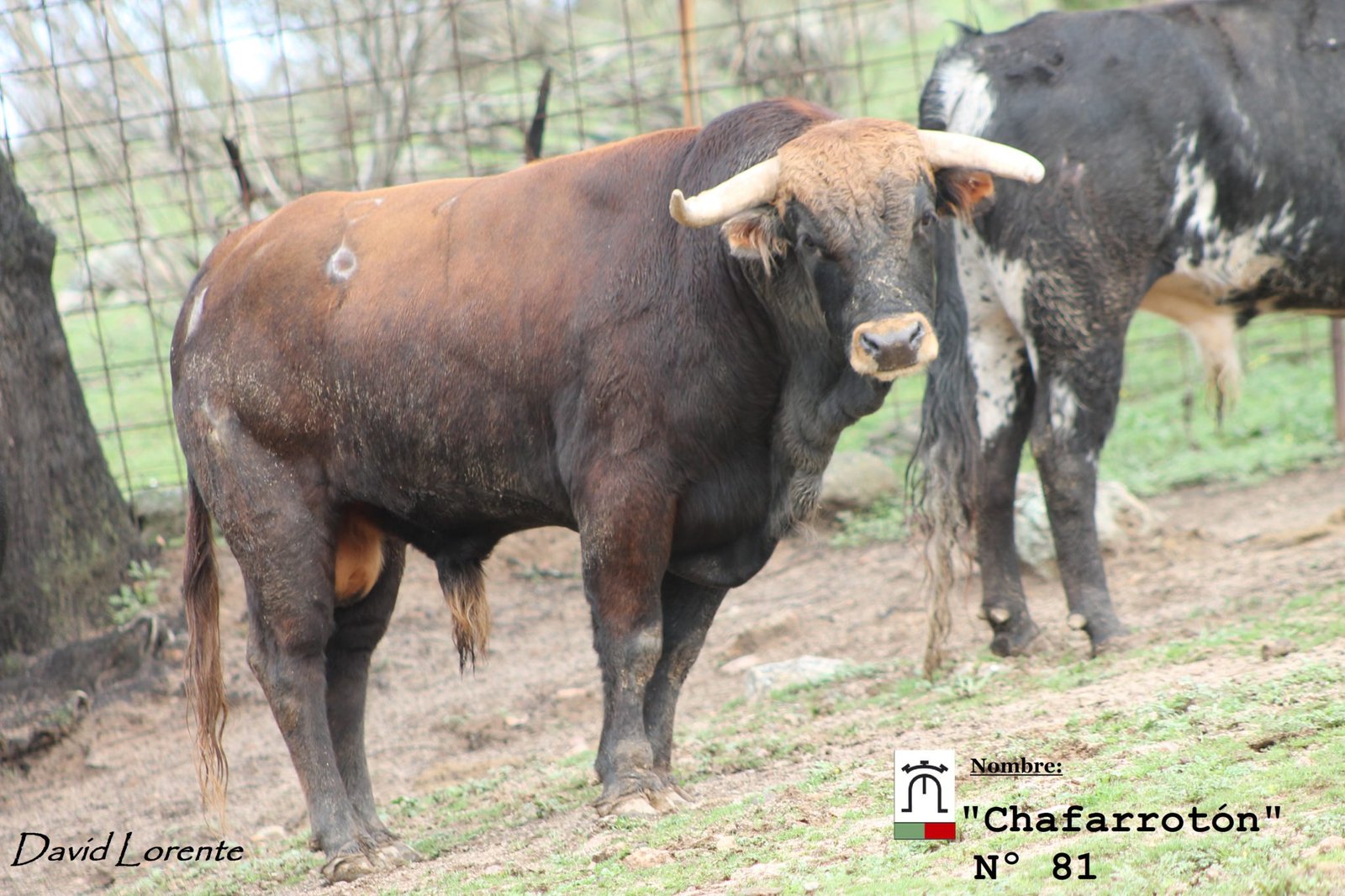 nº 81 Miranda y Moreno 2