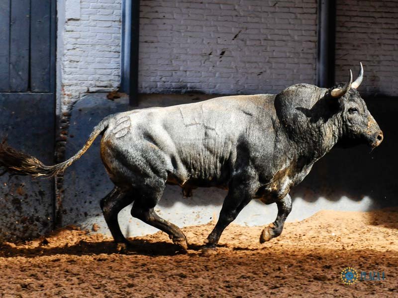 Saltillo Madrid desafio 2019