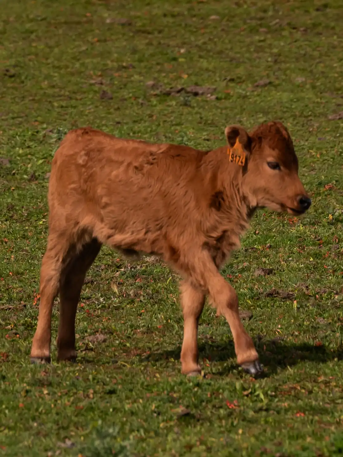 Castillejo de Huebra