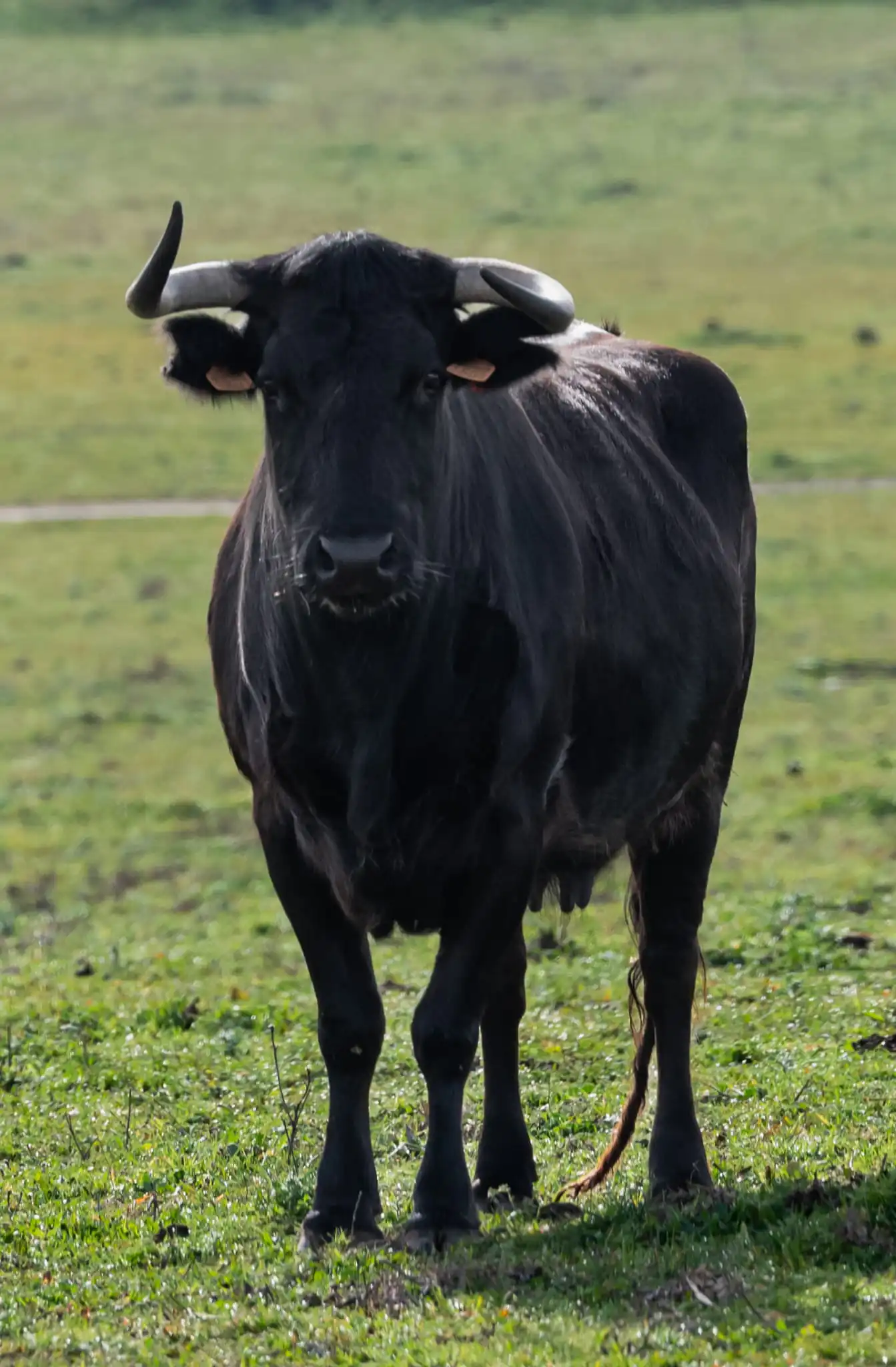 Castillejo de Huebra