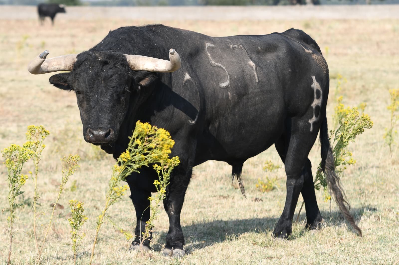 64648daf f91e 4e0e a714 ece01ba65c98