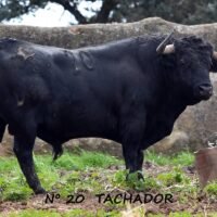 Asi es «Tachador» toro de Hros. de Celestino Cuadri para la IV Corrida Benéfica