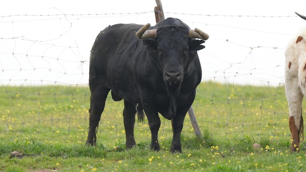 Los toros de Miura para el 28 de Marzo en Toledo