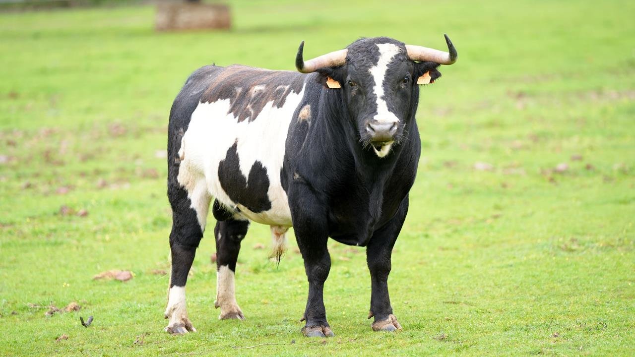 Imágenes de la corrida de Alcurrucén para el regreso de los toros a el Sábado de Gloria en Hellín