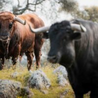 VÍDEO Y FOTOS de los toros de Cuadri para el 22 de marzo en Las Ventas