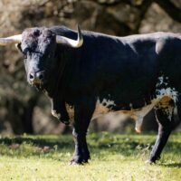 En vídeo y fotos, los toros de Dolores Aguirre para el Domingo de Ramos en Las Ventas
