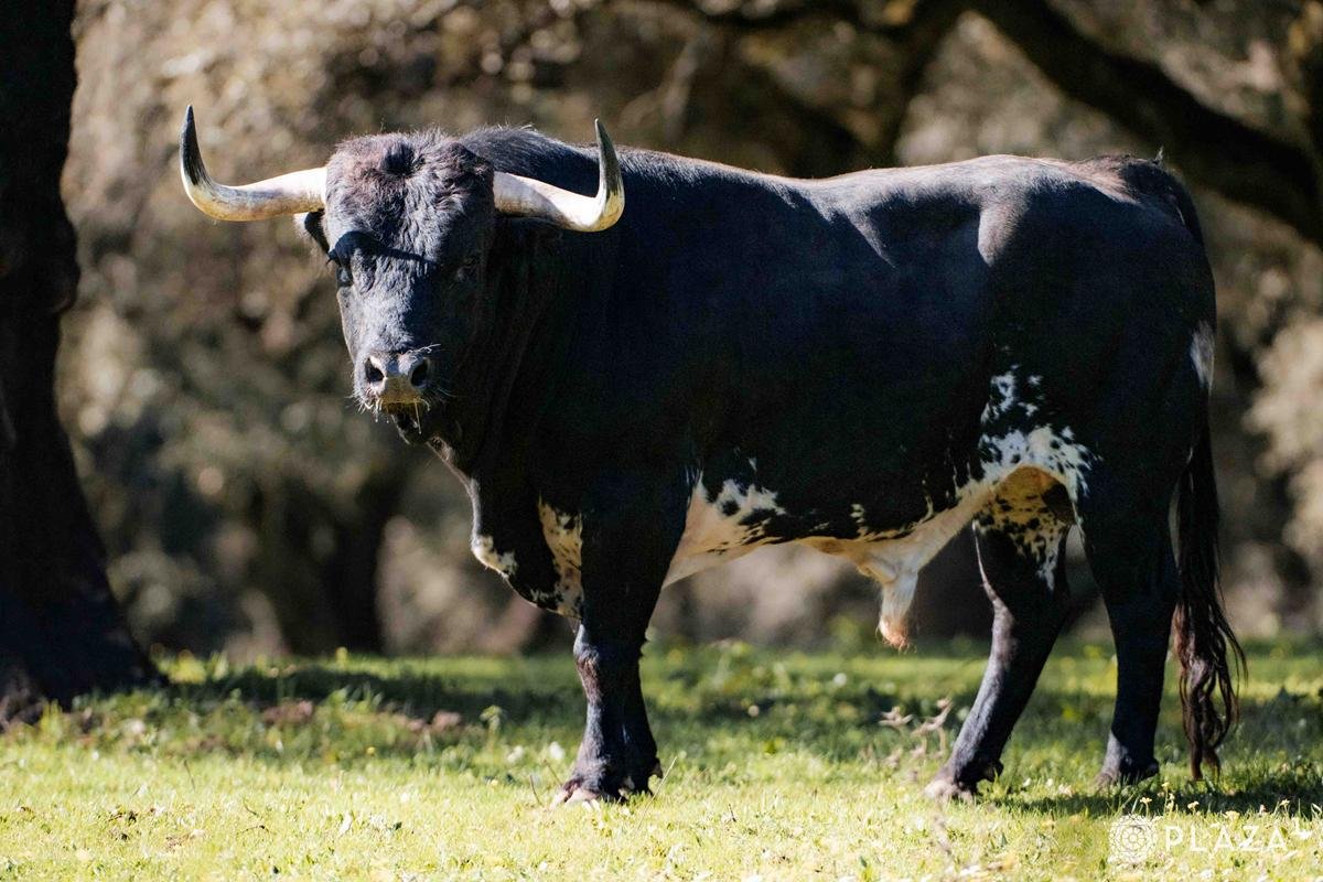 En vídeo y fotos, los toros de Dolores Aguirre para el Domingo de Ramos en Las Ventas