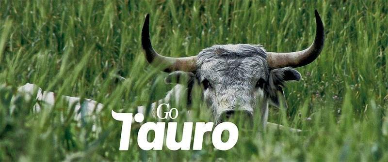 La RUCTL impulsa una tesis doctoral de la Universidad de Córdoba que abre nuevas oportunidades para la carne de raza de lidia