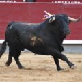 Damián Castaño destaca en dura corrida de Cuadri en el inicio de temporada en Madrid