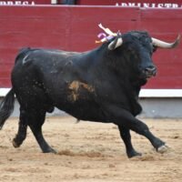 Damián Castaño destaca en dura corrida de Cuadri en el inicio de temporada en Madrid