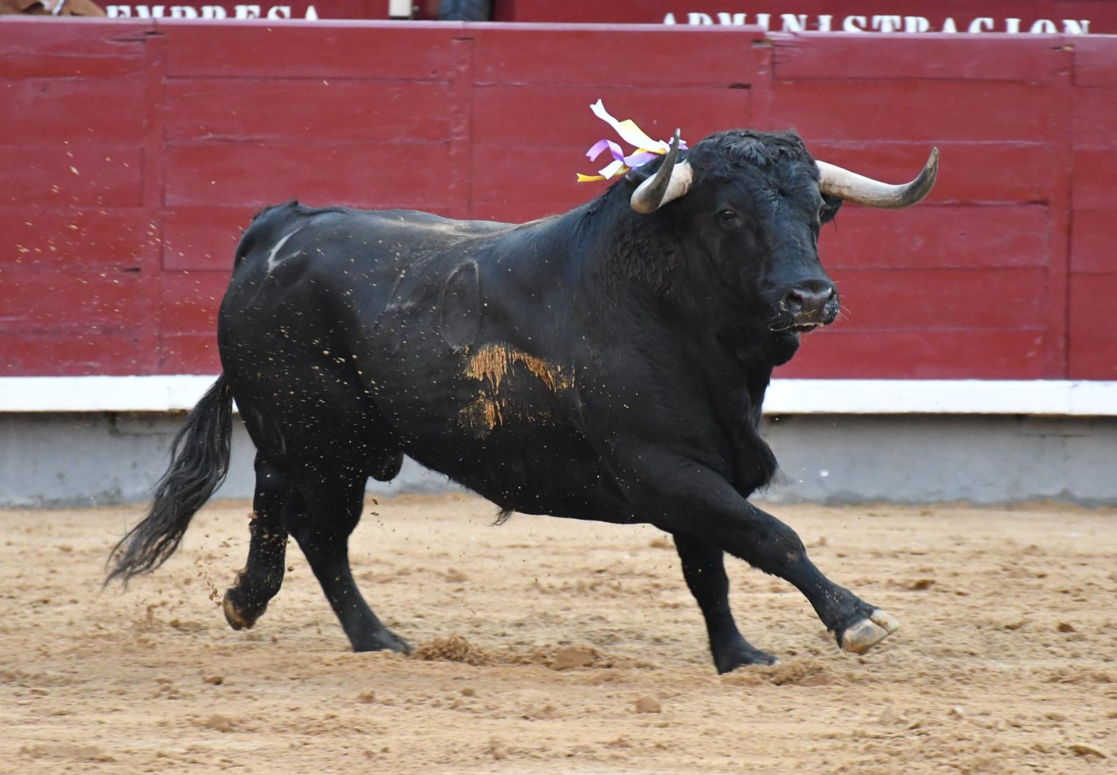 Damián Castaño destaca en dura corrida de Cuadri en el inicio de temporada en Madrid