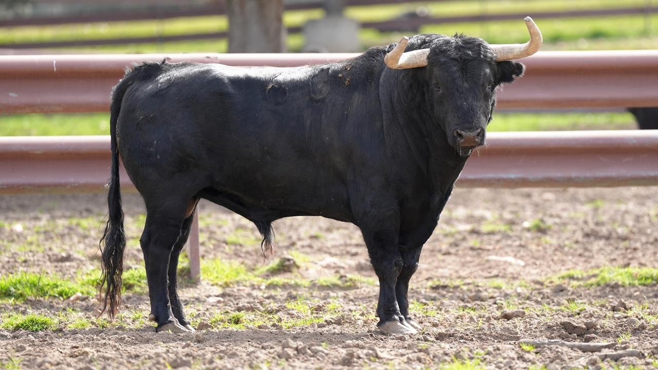 “Cacharrero”, de Garcigrande, abrocha un elenco ganadero de auténtico lujo para la gesta de Álvaro Lorenzo