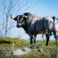 Los toros de La Quinta para la Feria de Fallas