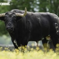 Este domingo, 3 de mayo, Valdemoro celebra la última clasificatoria de la Copa Chenel