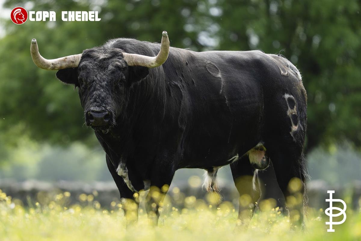 Este domingo, 3 de mayo, Valdemoro celebra la última clasificatoria de la Copa Chenel