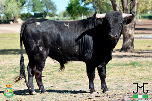 FOTOS de los novillos de La Olivilla para la Final del Alfarero de Plata 2026