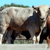 Novillos de Hnos. Sánchez de León para la gran semifinal del Alfarero de Plata 2026