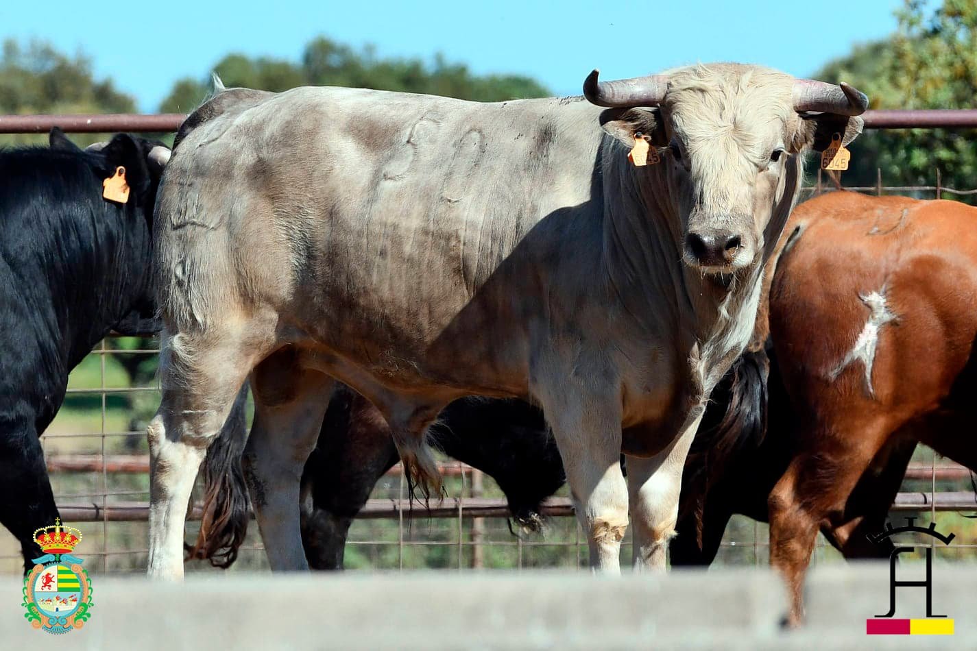 Novillos de Hnos. Sánchez de León para la gran semifinal del Alfarero de Plata 2026