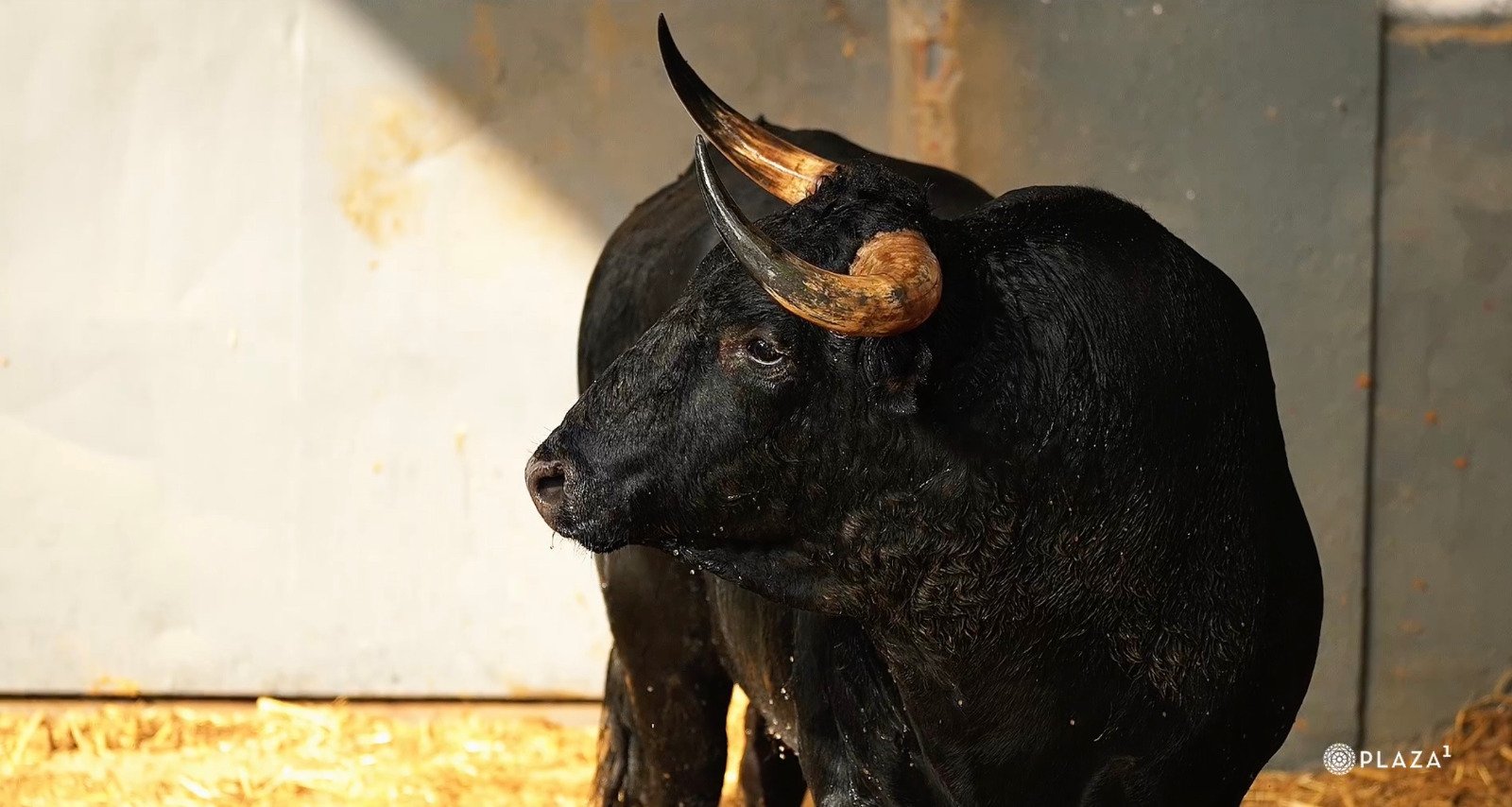 Los toros de Palha para este domingo ya están en Las Ventas
