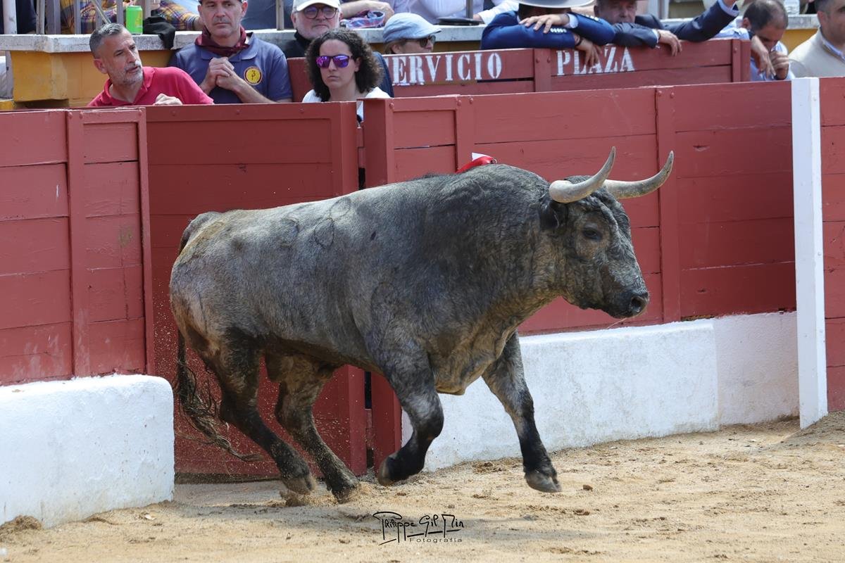 San Agustín de Guadalix 26-04-2026 matinal Toros de Dolores Aguirre Ybarra y José Escolar Gil