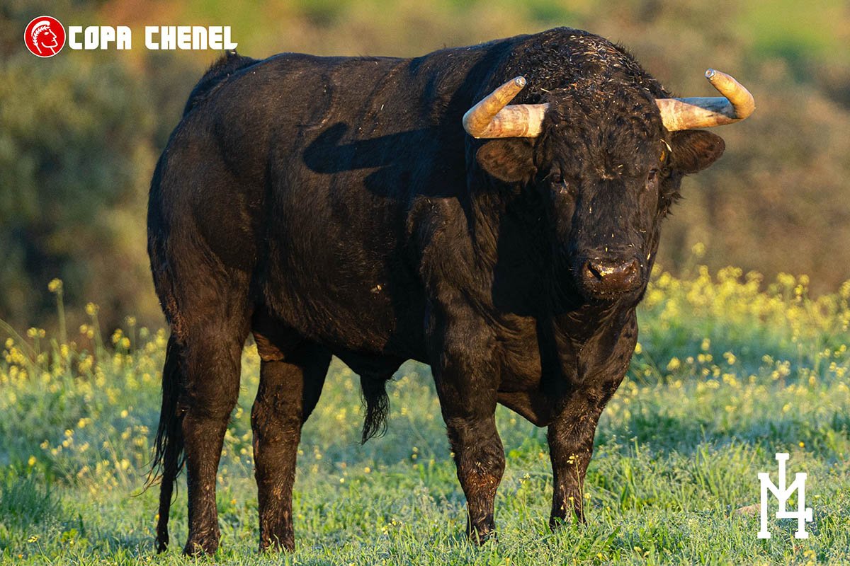 Angulo, Perera y Pulido se retan en Colmenar de Oreja