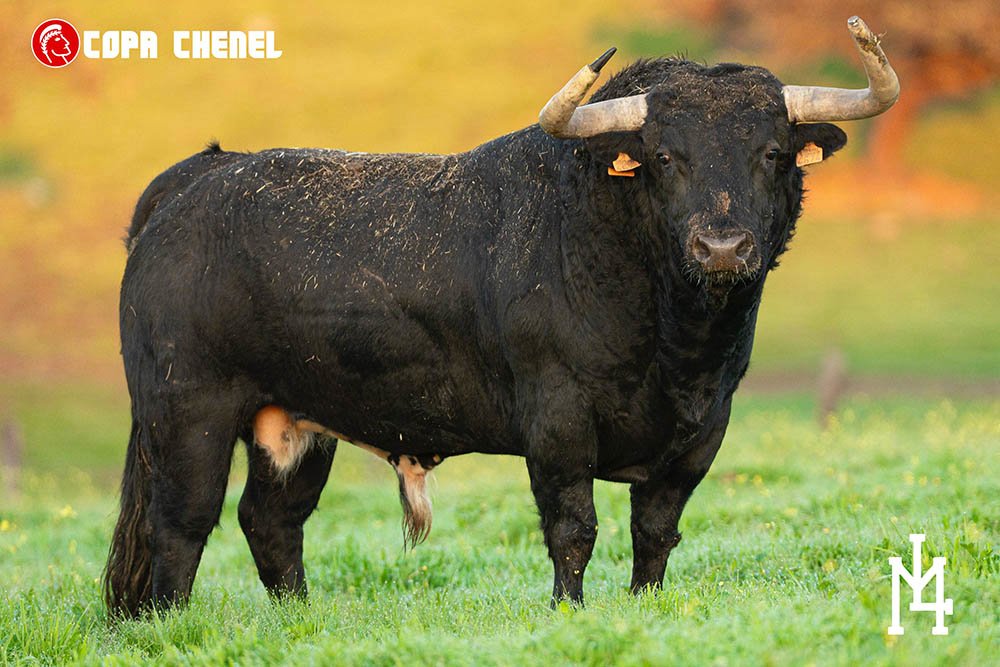 Copa Chenel 2026 : Angulo, Perera y Pulido se retan en Colmenar de Oreja