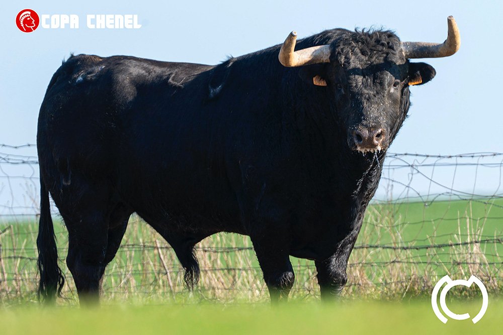 copaChenelToros3