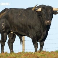 Cortés, El Rafi y Álvaro Burdiel, cartel de lujo este sábado en Algete en la clasificatoria de la Copa Chenel