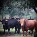 Fotos de los toros de Pedraza de Yeltes para el mano a mano de Borja Jiménez y Clemente en Nimes