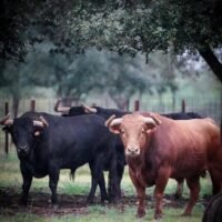 Fotos de los toros de Pedraza de Yeltes para el mano a mano de Borja Jiménez y Clemente en Nimes