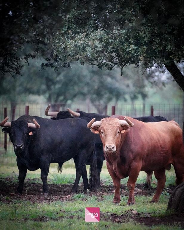 Fotos de los toros de Pedraza de Yeltes para el mano a mano de Borja Jiménez y Clemente en Nimes