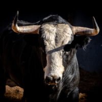Novillos de seis ganaderías madrileñas para el primer festejo de la Feria de la Comunidad