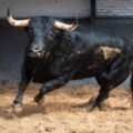 Novillos de Couto de Fornilhos para el festejo que cierra la Feria de la Comunidad