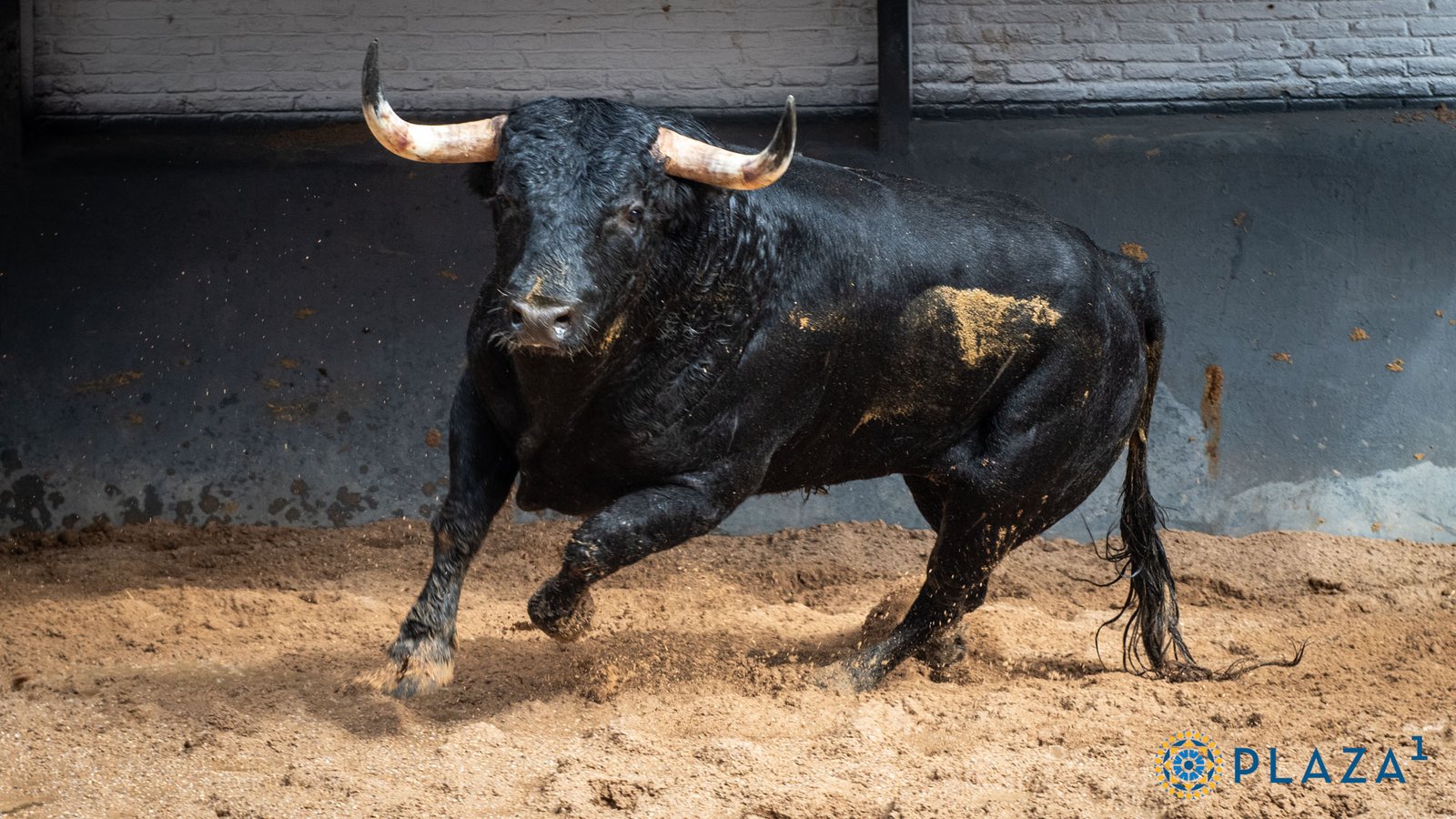 Novillos de Couto de Fornilhos para el festejo que cierra la Feria de la Comunidad