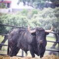 FOTOS de la espectacular corrida de toros de Virgen María para Nimes