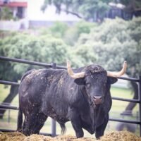 FOTOS de la espectacular corrida de toros de Virgen María para Nimes