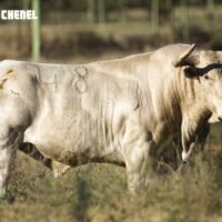 La Copa Chenel llega a Moralzarzal con Alejandro Chicharro, Javier Cortés y Tomás Angulo