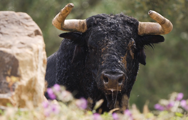 Los toros de Santiago Domecq para su debut en Alicante