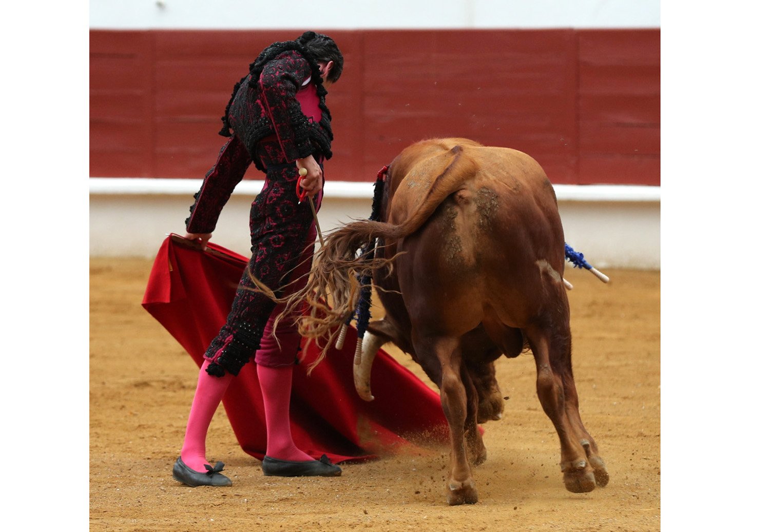 Francia Saint Sever : triunfos Castella y Juan Ortega bajo el diluvio
