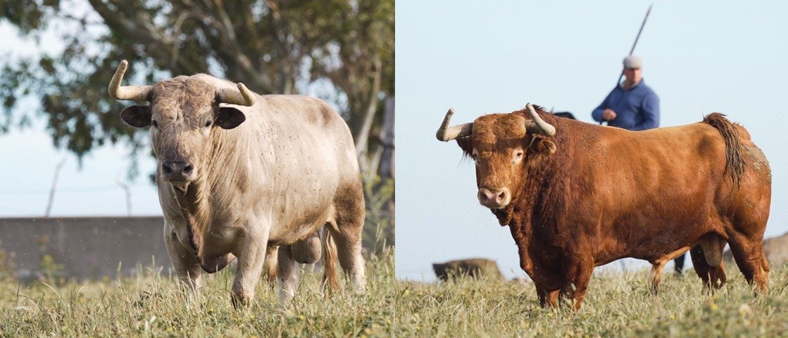 Los toros de Álvaro Núñez para el cartelazo de «No hay Billetes» de Alicante