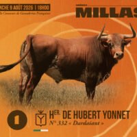 Millas presenta los novillos para la novillada concurso de ganaderías
