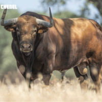 FOTOS Los toros de Peñajara y José Cruz para la semifinal de la Copa Chenel