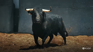Los toros de El Capea y Carmen Lorenzo para la final de la Copa Chenel ya están en Las Ventas