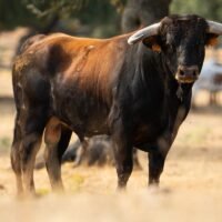 Roa de Duero escenario este sábado de la segunda semifinal del Circuito de Novilladas de Castilla y León