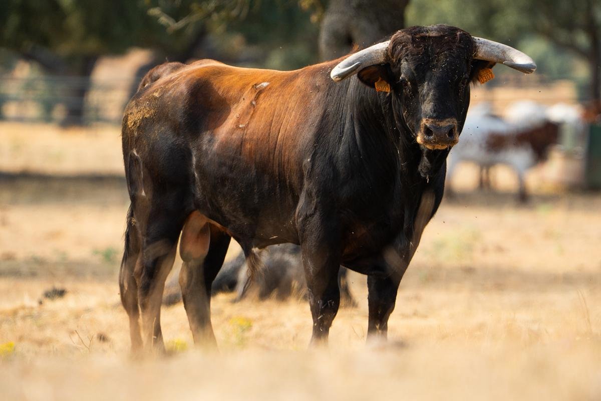 Roa de Duero escenario este sábado de la segunda semifinal del Circuito de Novilladas de Castilla y León