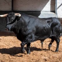 Novillos de Guadaira para la gran final del certamen ‘Cénate Las Ventas’