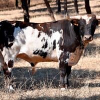 Los de Alcurrucén para Villaseca de la Sagra
