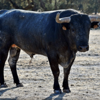 FOTOS de los novillos de José Escolar para el Alfarero de Oro de Villaseca
