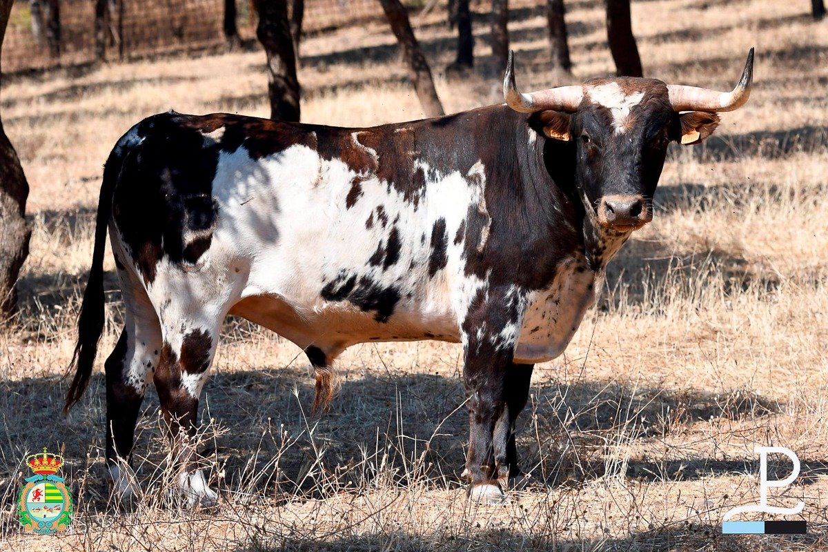 Los de Alcurrucén para Villaseca de la Sagra