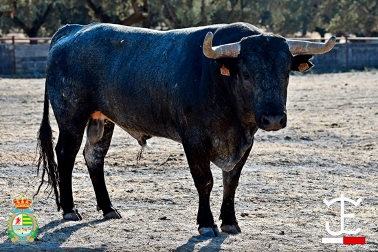 FOTOS de los novillos de José Escolar para el Alfarero de Oro de Villaseca